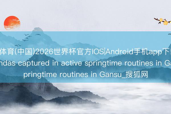 开云体育(中国)2026世界杯官方IOS|Android手机app下载 Wild giant pandas captured in active springtime routines in Gansu_搜狐网